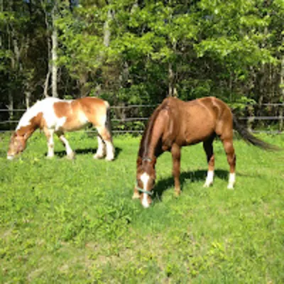 Wind Crest Horse Farm