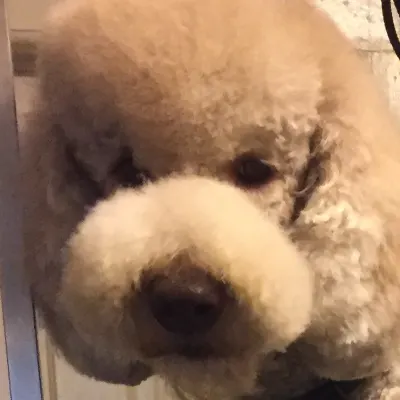 Madra Pet Styling