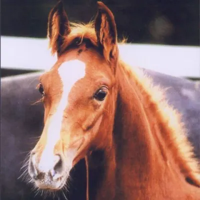Allatoona Equine, Llc