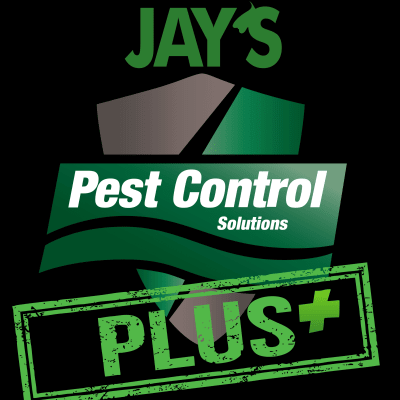 Dallas Bed Bug Exterminator Near Me 