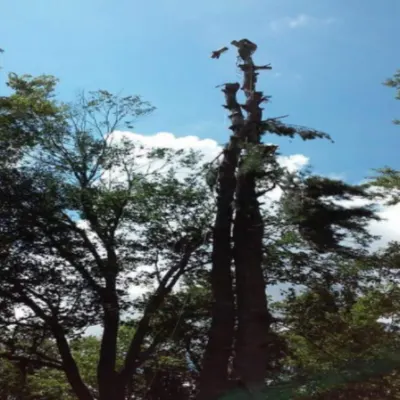 Latin Landscaping & Tree Services LLC