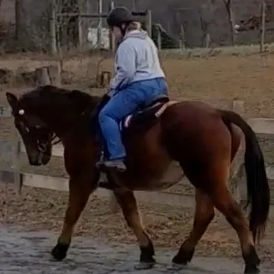 DHG EQUESTRIAN 