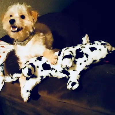 Doggone Pets