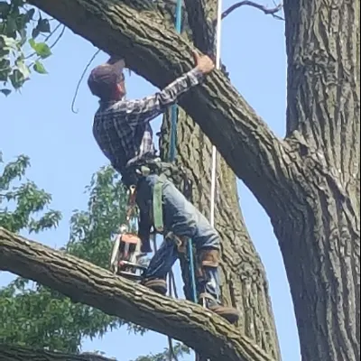 German Tree Service