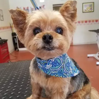 A Passion 4 Pooches