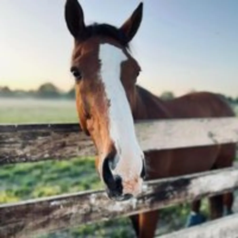 Golden Oak Equestrian Center