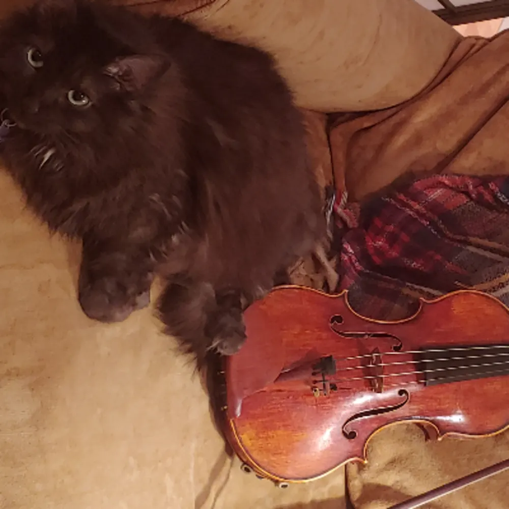 Ana Maria Amqmviolin At Gmail Com
