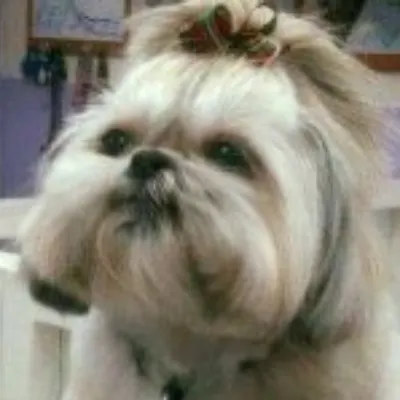 Doggie Styles Grooming