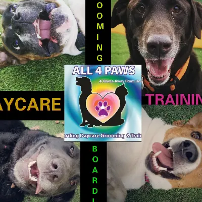 All 4 Paws DOGGIE Daycare BOARDING GROOMING And Training FACILITY