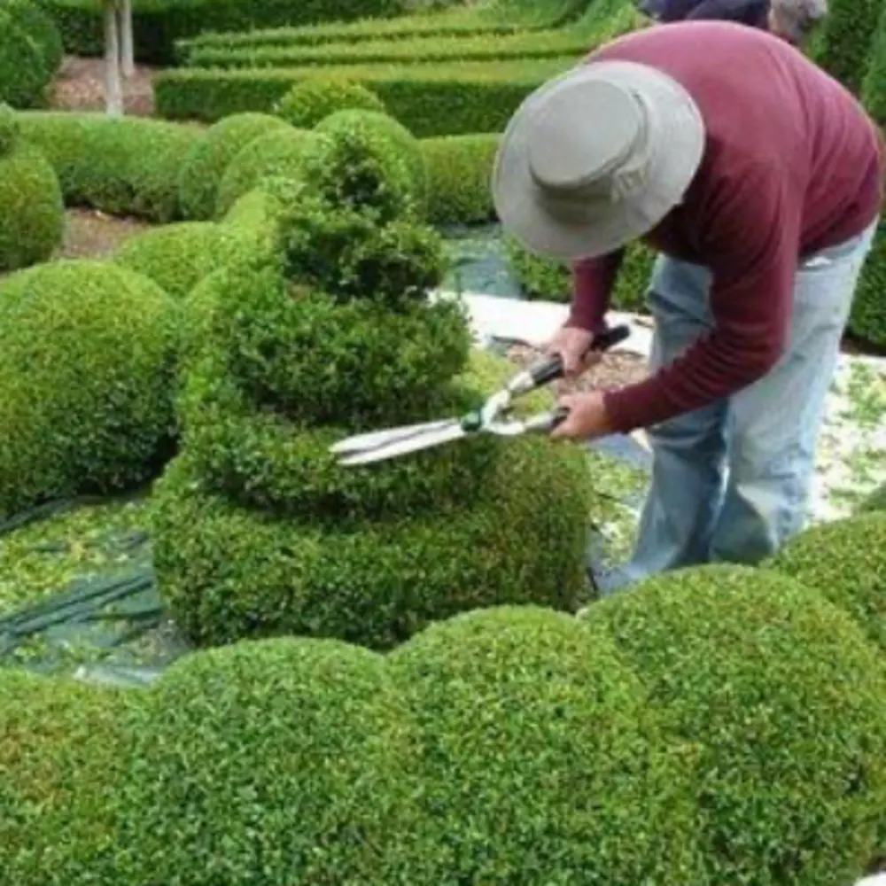 M. Molina Landscaping LLC