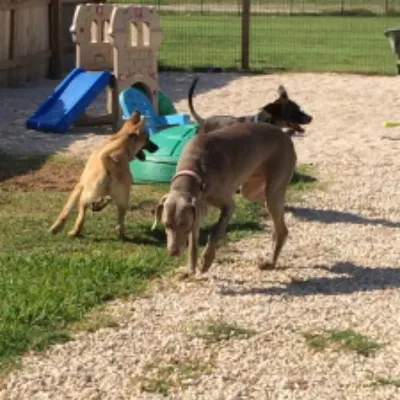 Barks A Lot Pet Resort