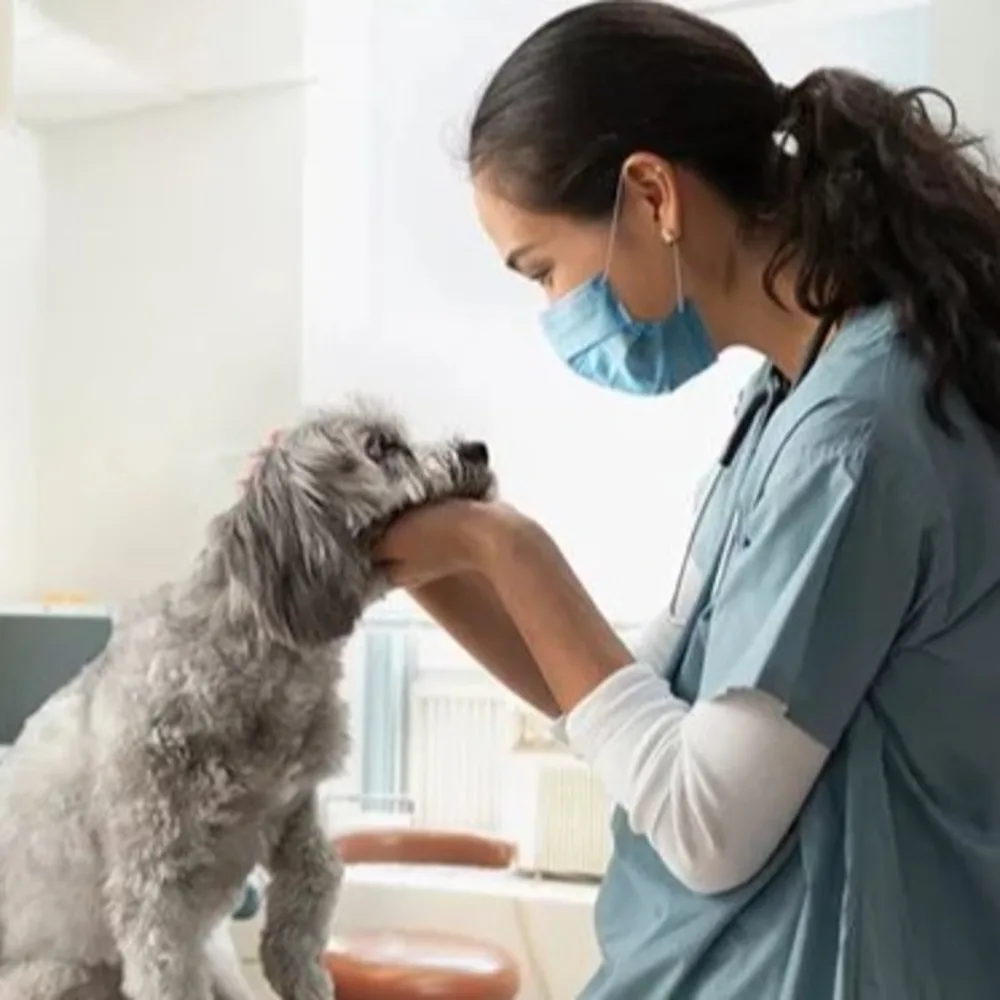 Liz~petcare