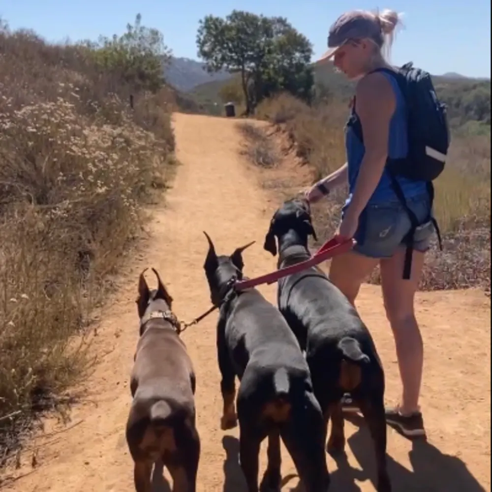 Perfectly Mannered Mutts