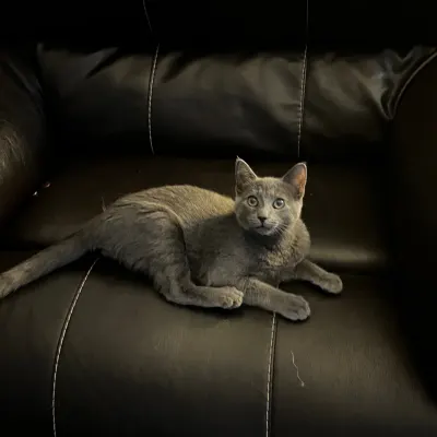 Judy's Home Pet Sitting