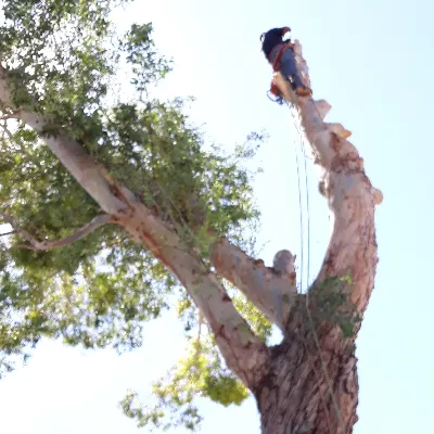 Absolute Tree