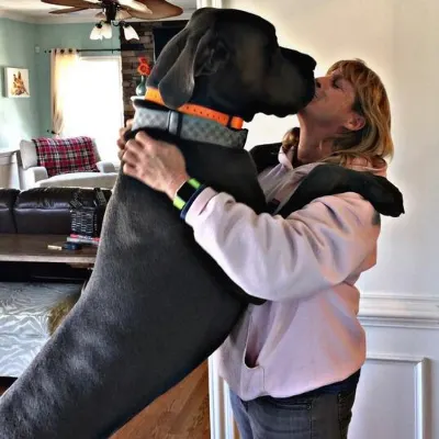 Oceanfront Dog Training