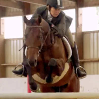 Turning Leaf Farm  Horses,  Hunters ~ Jumpers ~ Equitation