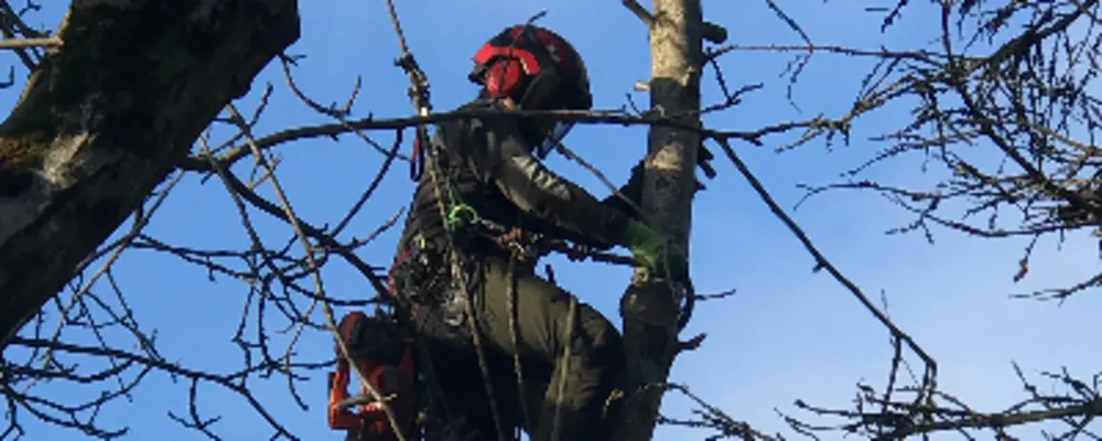 NW Tree Work