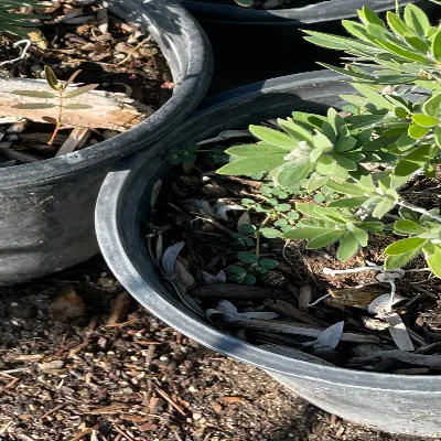 Landscape Services Group