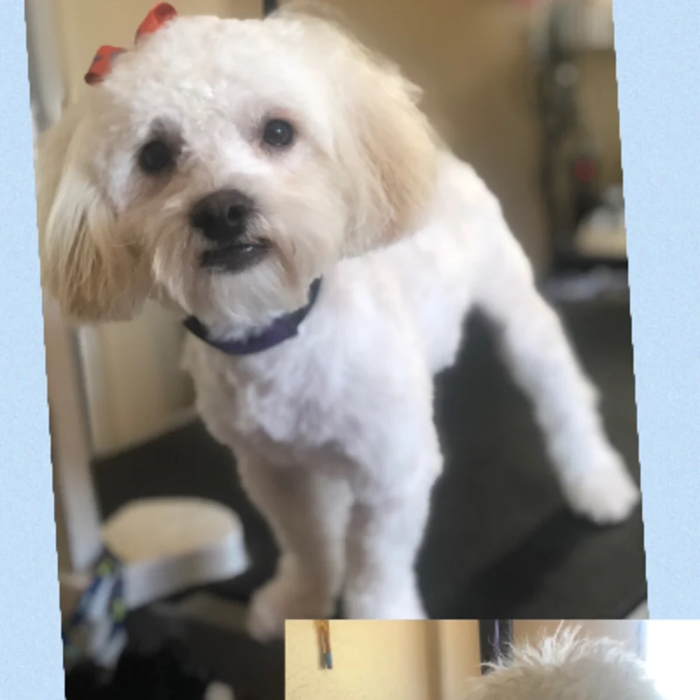 Barkbershop