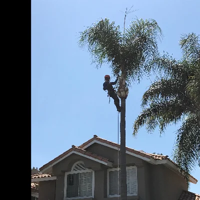 Garcia Brother’s Tree Care