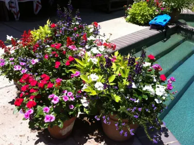 THE PETAL PLANTER