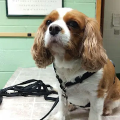 Timberland Animal Clinic