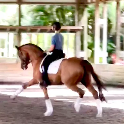 Kyle Fernald Dressage