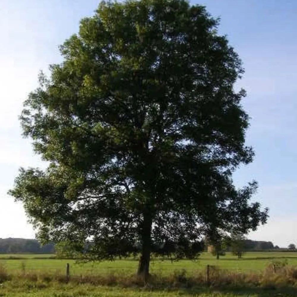 V&A Tree Service