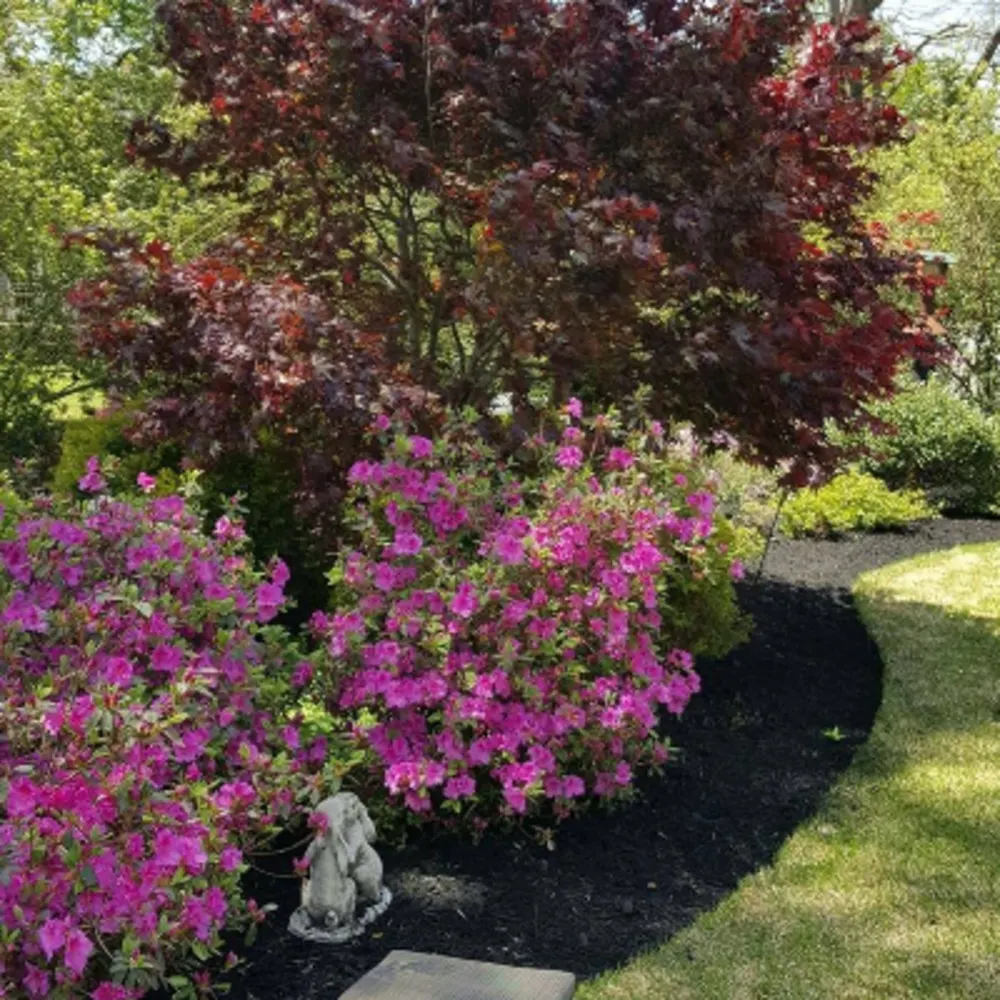 Tonny And Son Landscaping