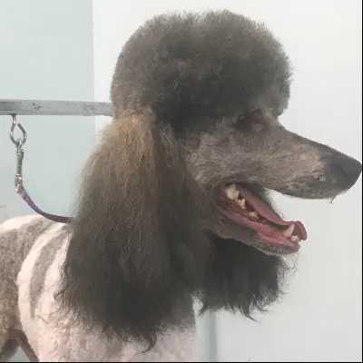 Paw Prints Grooming Center