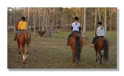 High Country Stables