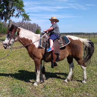 The Leaning Tree Ranch  & Training