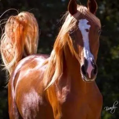 Caught On A Dream Arabian