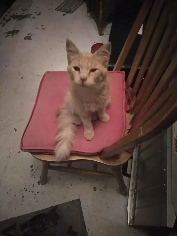 Milo, sent home to die
