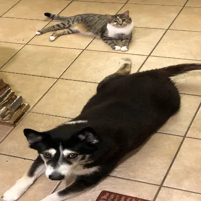 Kaylas Animal Sitting
