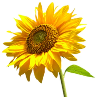 The Sunflower School