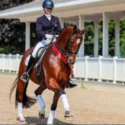 Williams Dressage Balance And Harmony Lessons