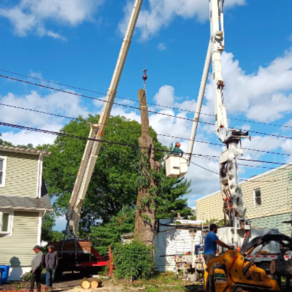Robert Tree Services
