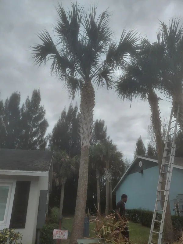 Tree work