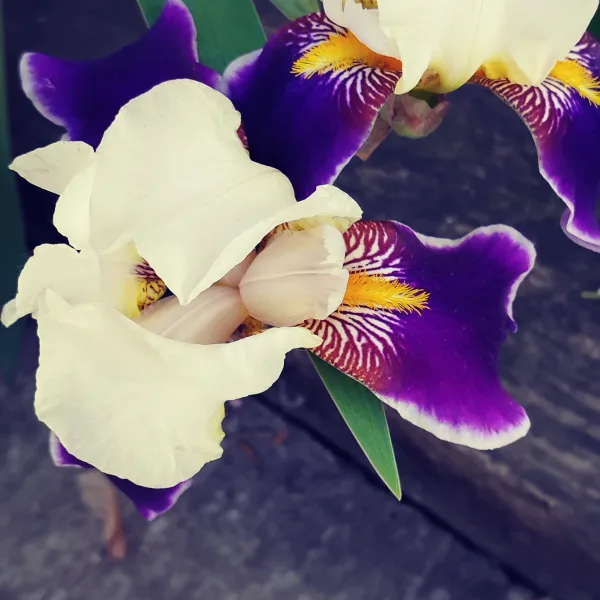 Orchid