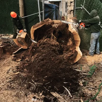 Tarzan Tree Removal