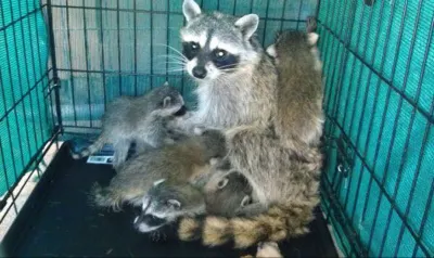 ANIMAL EXPERTS WILDLIFE SVC