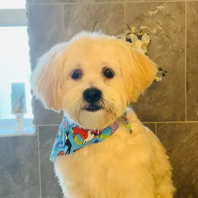 Luna's Spa Day Grooming Services 