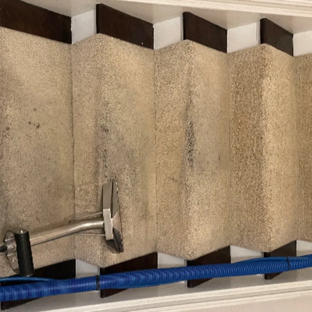 New Life Carpet Cleaning