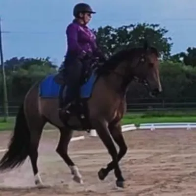 MacDonald Dressage