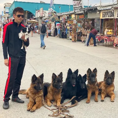 Augusto The Dog Trainer