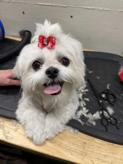 Pride Mobile Pet Grooming