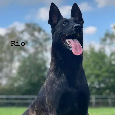 Club K9