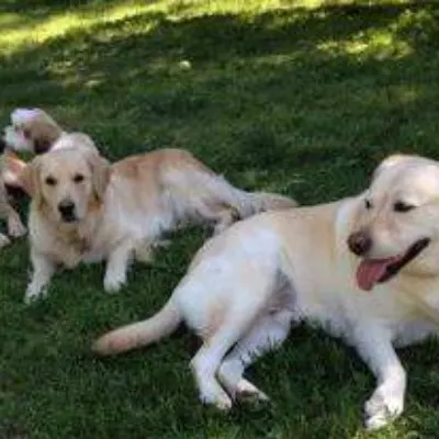 Dog Boarding With A Family